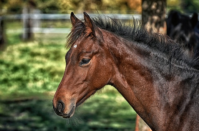 Complete reis door de paardenwereld: van voeding en verzorging tot ruitersport en gezondheidszorg