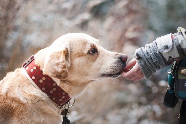 Het belang van glucosamine voor de gezondheid van je hond